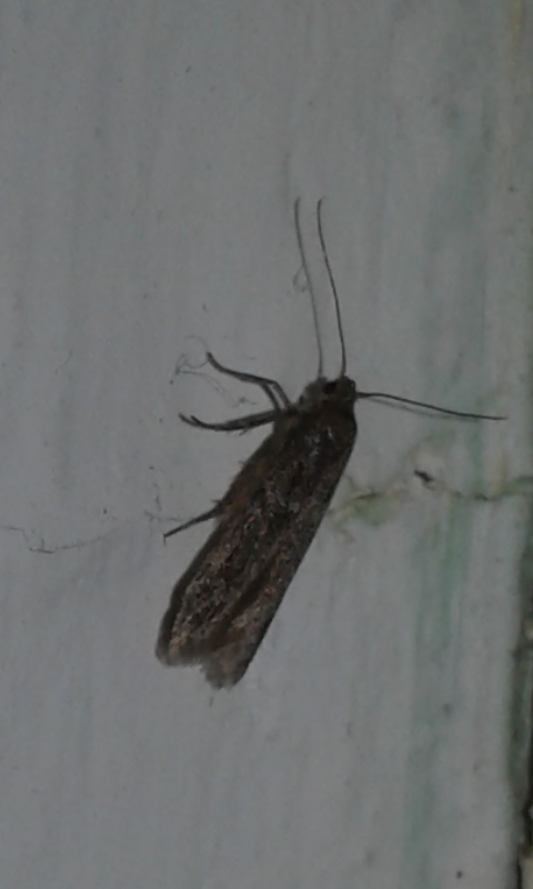 Blastobasidae : Blastobasis sp.?